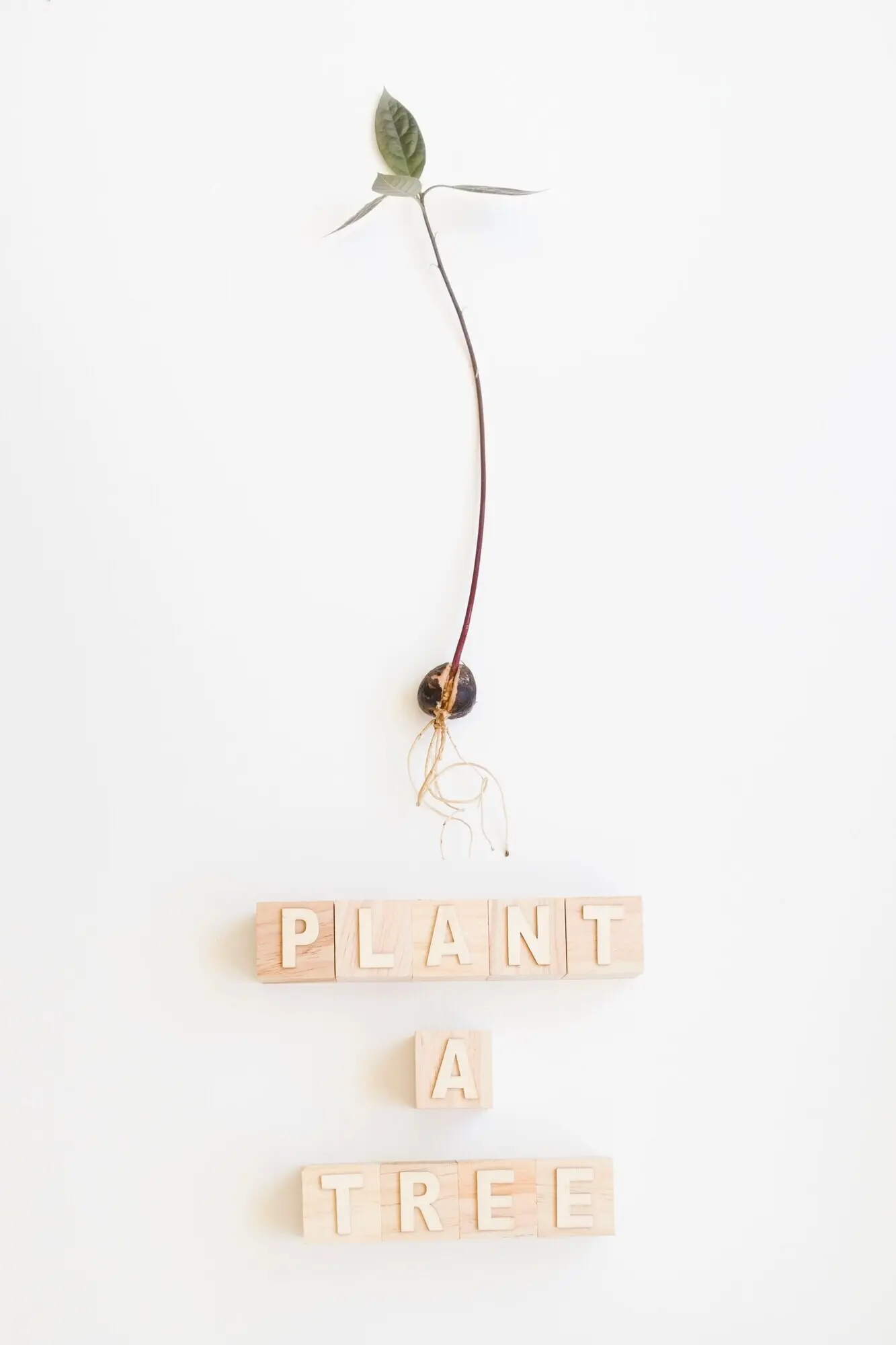 Die Wörter „Pflanze einen Baum“ und ein Blütenblatt.